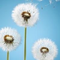 彩云之南4031头像