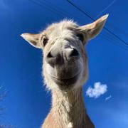 唐宋元明清288的个人资料头像