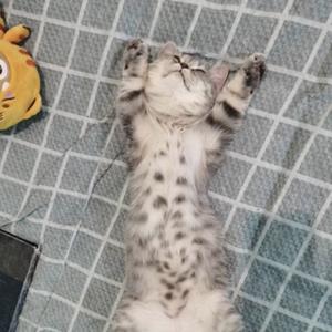 虎虎是只喵头像