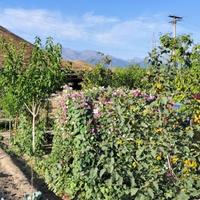 不变随缘1UXFw头像