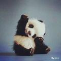 张万晴头像