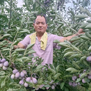 雁村西梅园头像