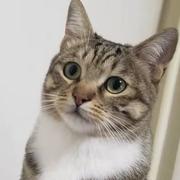 RyanZhao的个人资料头像