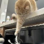 风姿卓越钢笔1ZI头像