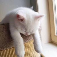 热闹帆船xzW头像