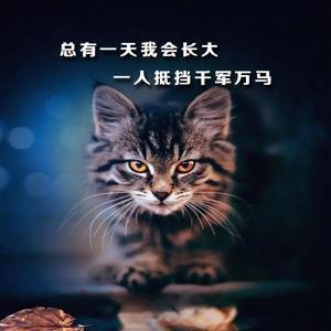 崛起吧大猫咪头像