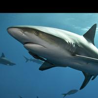 遗失的美好zc头像