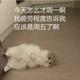炒粉加糖头像