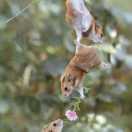 陶本尊的个人资料头像