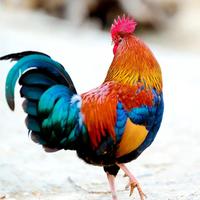 木子134252080头像