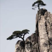 songyan的个人资料头像