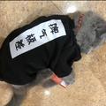 带带大篮子的爹头像