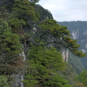 山峰v头像