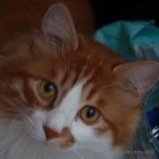 johnninja的个人资料头像