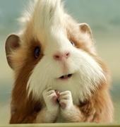 可以说但没必要的个人资料头像