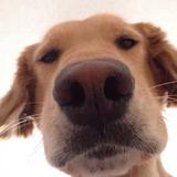 我有一个途观爱喽头像