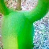 清爽原野YE头像