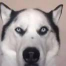 自大狂的个人资料头像