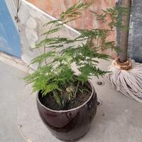 我亚索贼66头像