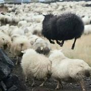 王二小的宠物狗的个人资料头像