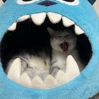 鲨先生的极氪生活头像