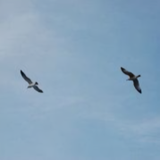 木子山辄丰头像