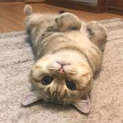 阳台上的三色猫的个人资料头像