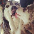 Ronin的个人资料头像