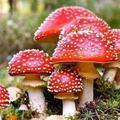 森林小蘑菇头像