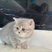 每餐都吃汉堡头像