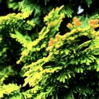 奋发有为的光头像