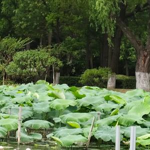 蕊蕊头像