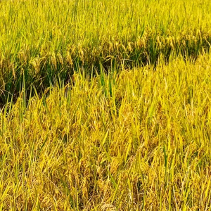 风吹稻花香（稻花音乐）头像