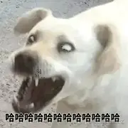 wuyanzhiyue的个人资料头像