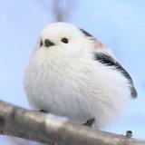 珩羽头像