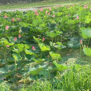 夏日的清凉车头像