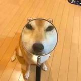 MisterMao467头像