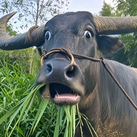 游手好闲曹大人头像