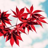 罗飞燕468头像