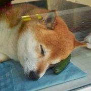 Aroaku的个人资料头像