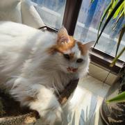 酸奶是只猫的个人资料头像