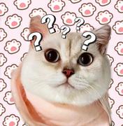家有两傻猫的个人资料头像