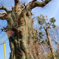 正直雪碧O3头像