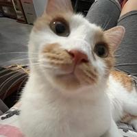 反手老大爷头像