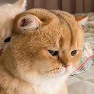 十八影视头像