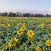 爱吃的小胖子wf头像