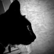 在睡梦中随心所欲的个人资料头像