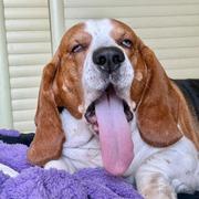 给你一榔头的个人资料头像