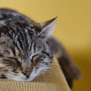 xxj933的个人资料头像