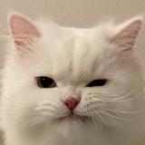 李小辛905头像